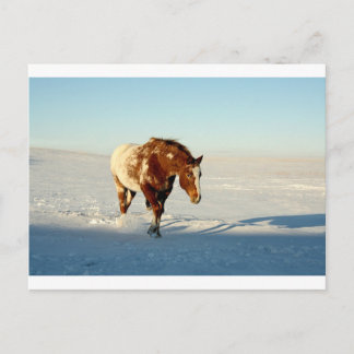 paard in de sneeuw briefkaart