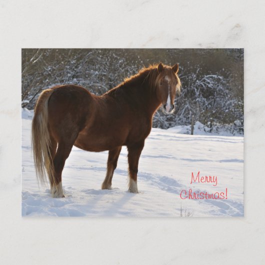Paard in de sneeuw Kerst Feestdagenkaart (Voorkant)