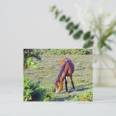 Paard in de wei briefkaart (Staand voorkant)