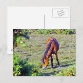 Paard in de wei briefkaart (Voorkant / Achterkant)