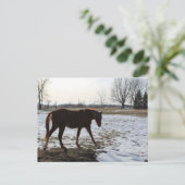 Paard in de winter met sneeuw briefkaart (Staand voorkant)