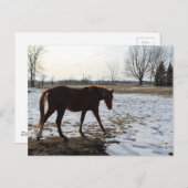 Paard in de winter met sneeuw briefkaart (Voorkant / Achterkant)