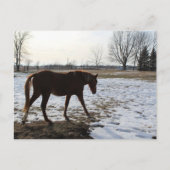 Paard in de winter met sneeuw briefkaart (Voorkant)