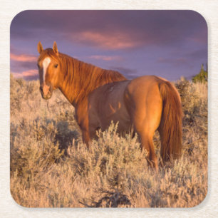 Paard in Harney County staat alert Kartonnen Onderzetters