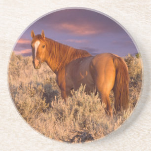 Paard in Harney County staat alert Zandsteen Onderzetter