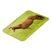 Paard in Lentveld Magneet (Linkerzijde)