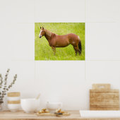 Paard in Lentveld Poster (Keuken)