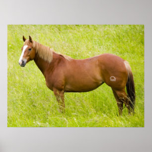 Paard in Lentveld Poster