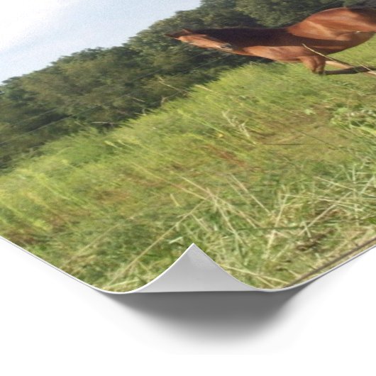  paard in Poster ter plaatse (Hoek)