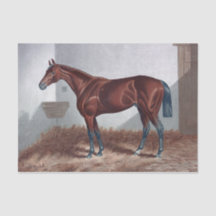  paard in stabiele ontkoppeling