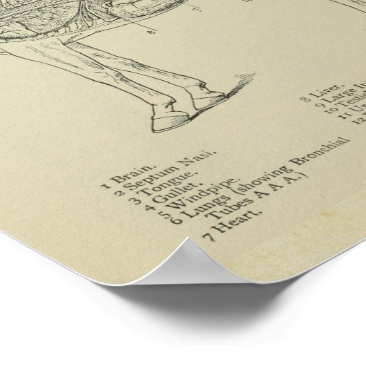 Paard Interne Anatomie Print (Hoek)