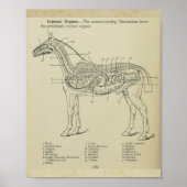 Paard Interne Anatomie Print (Voorkant)