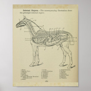 Paard Interne Anatomie Print