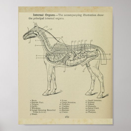 Paard Interne Anatomie Print (Voorkant)