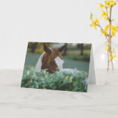 paard kaart (Gele Bloem)