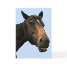 Paard