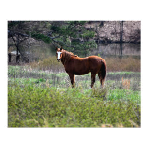 Paard kijkt terug foto afdruk