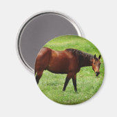 Paard Magneet (Voorkant / Achterkant)