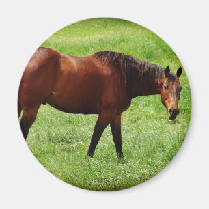 Paard Magneet