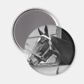 Paard Magneet (Voorkant / Achterkant)