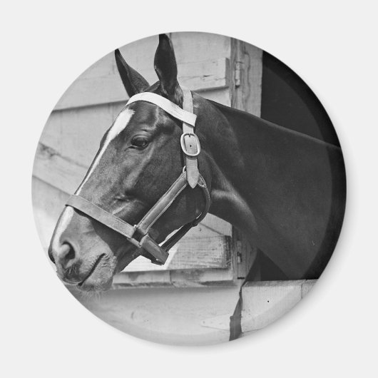 Paard Magneet (Voorkant)