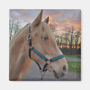 Paard Magneet