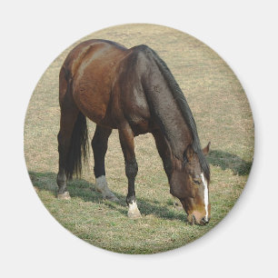 Paard - Magneet