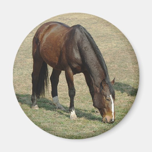 Paard - Magneet (Voorkant)