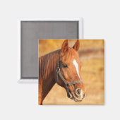 Paard Magneet (Voorkant / Achterkant)