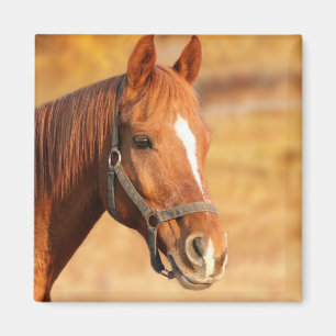 Paard Magneet