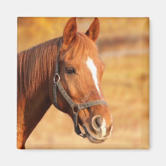 Paard Magneet (Voorkant)
