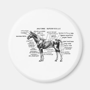 Paard Magneet