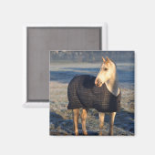 paard magneet (Voorkant / Achterkant)