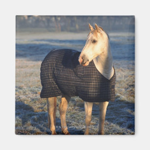 paard magneet
