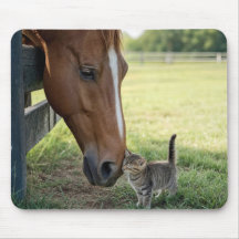 Paard met Kitten in een weiland op een boerderij