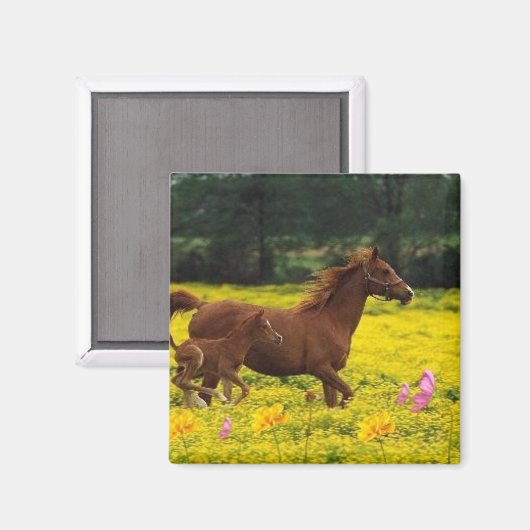 Paard moeder en baby magneet (Voorkant / Achterkant)