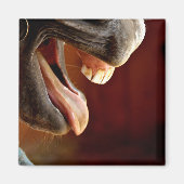Paard, mond open, tong uitsteken, tanden magneet (Voorkant)