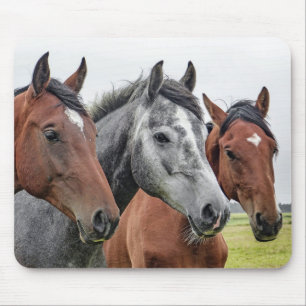 Paard Muismat
