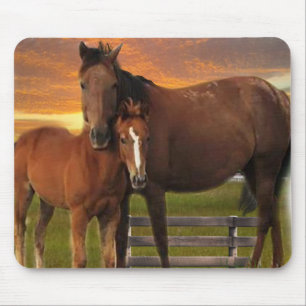Paard Muismat