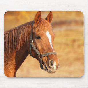 Paard Muismat
