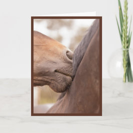 Paard Nuzzle Valentijn Feestdagen Kaart