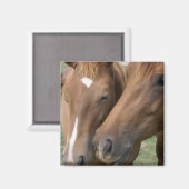 Paard Nuzzle Vierkante magneet (Voorkant / Achterkant)