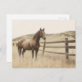 Paard op de Range  Sepia Briefkaart (Voorkant / Achterkant)
