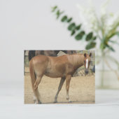 Paard op een warme dag briefkaart (Staand voorkant)