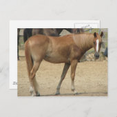 Paard op een warme dag briefkaart (Voorkant / Achterkant)