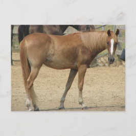 Paard op een warme dag briefkaart