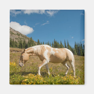 Paard op grassen in een alpenweide in de zomer magneet