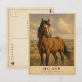 Paard Open Graslanden VINTAGE Briefkaart (Voorkant / Achterkant)
