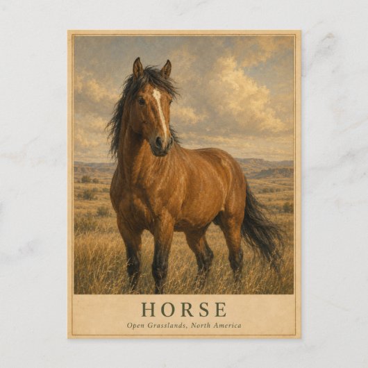 Paard Open Graslanden VINTAGE Briefkaart (Voorkant)