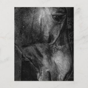 Paard   Paardrijscanvas Flyer